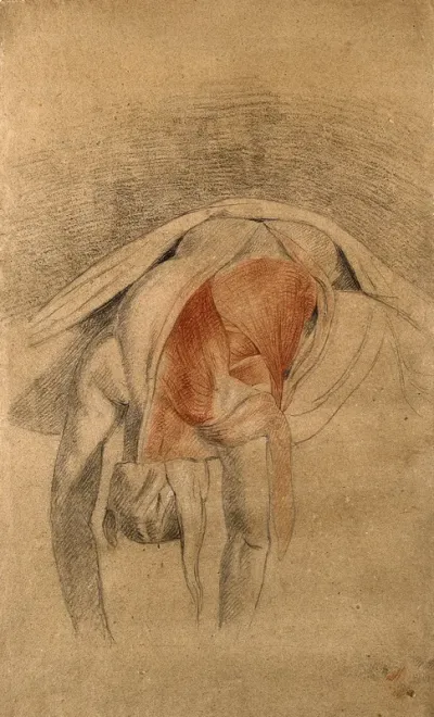 Écorché cadaver lying prone, with arms and head hanging down, showing the muscles of the back and shoulder