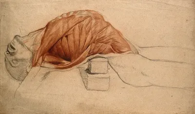 Écorché cadaver lying supine, with the muscles of the thorax indicated and the back supported by blocks