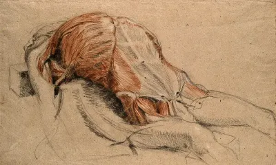 Écorché cadaver lying supine, with the muscles of the thorax indicated
