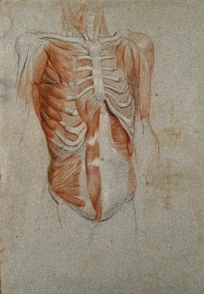 Écorché figure, showing the bones and muscles of the thorax