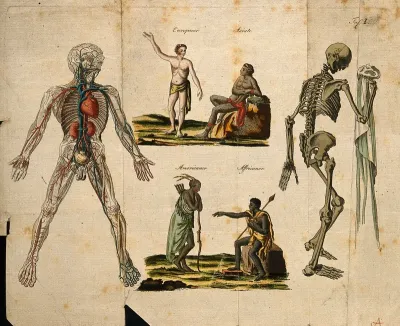 Écorché figure with blood vessels marked, and skeleton holding cloth, with figures representing European, Asian, Native American and African races