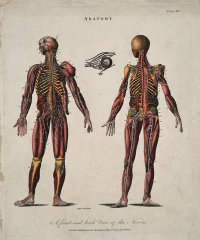 Ecorché figures showing the nerves: front and back views, with an eyeball
