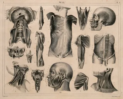 Écorché figures, with details of miscellaneous bones and muscles: fourteen figures