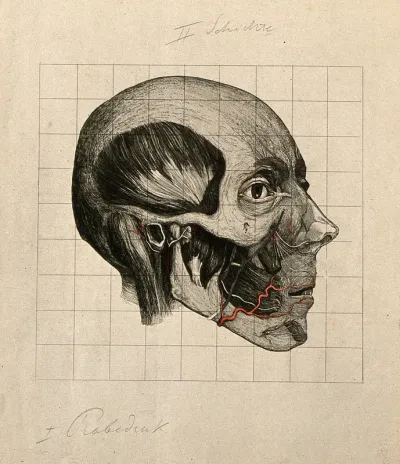 Écorché head of a man, shown at layer beneath superficial muscles, seen in profile, with blood vessels indicated in blue and red