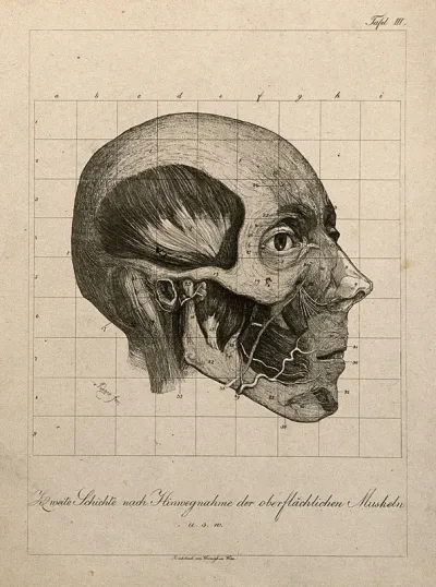 Écorché head of a man, shown at layer beneath superficial muscles, seen in profile