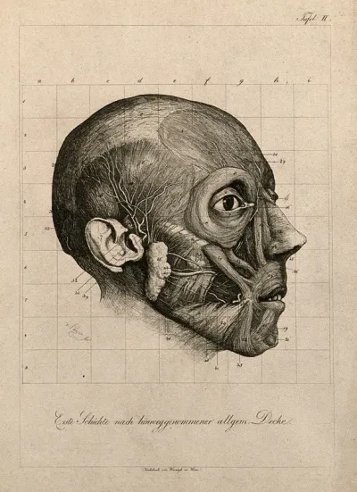 Écorché head of a man, subcutaneous level, seen in profile