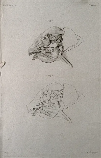 Écorché head of an elephant: two figures showing the musculature of the head and face