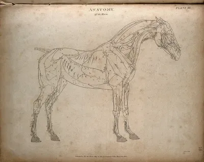 Écorché horse: outline diagram, showing the muscles and blood vessels