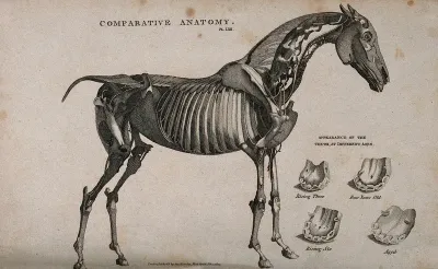 Écorché horse, side view: shown with four figures of teeth in horses of different ages