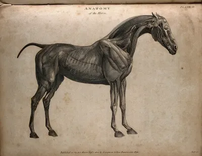 Écorché horse, side view