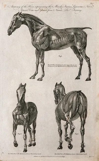 Écorché horse: three views