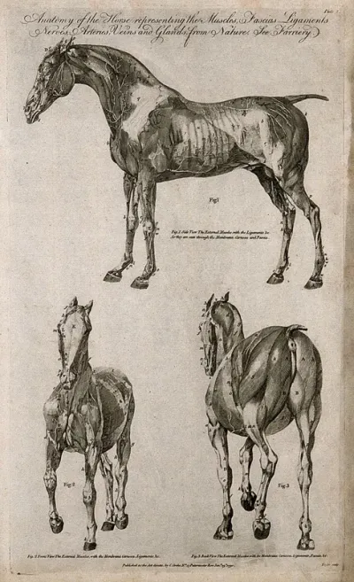 Écorché horse: three views