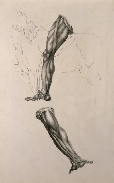 Écorché leg of man riding a horse, and écorché hand with outstretched palm