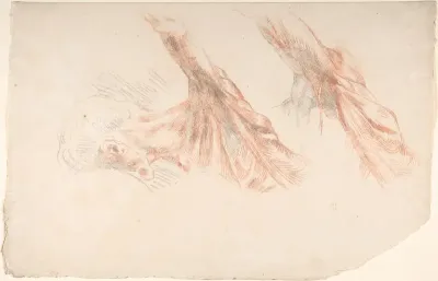 Ecorché: Two Studies of the Muscles of the Shoulder and of the Arm, Raised