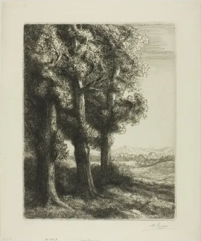 Edge of a Wood