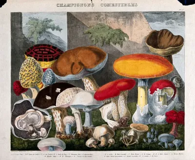 Edible fungi: 19 species, including horse and field mushrooms (Agaricus), morels (Morchella and Helvella) and Boletus species