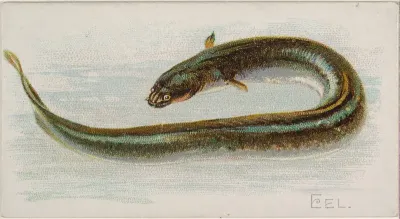 Eel, from the Fish from American Waters series (N8) for Allen & Ginter Cigarettes Brands