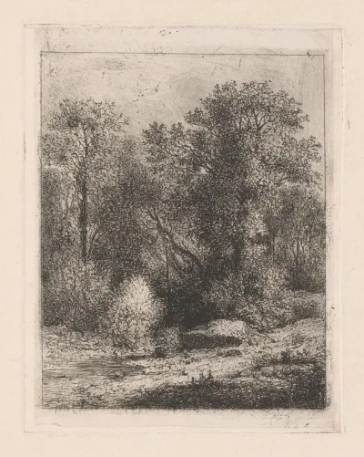 Een beek in het bos