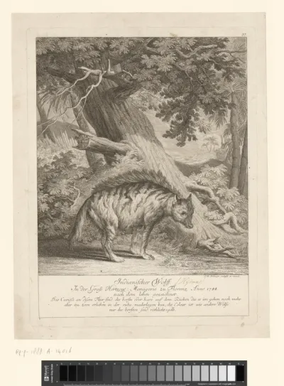 Een hyena, rechts gewend