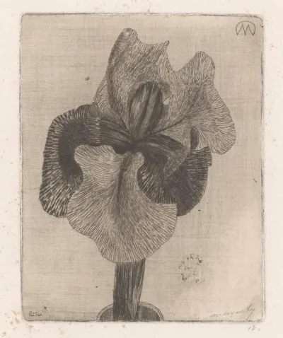 Een iris