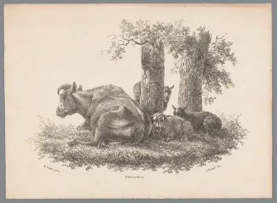 Een koe en drie schapen