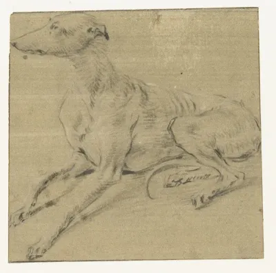 Een liggende hond, van opzij gezien