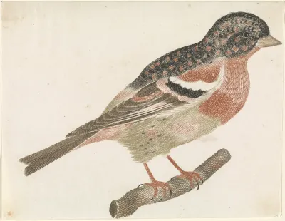 Een mannetjes keep (Fringilla montifringilla) op een tak naar rechts