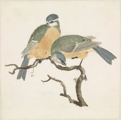 Een Pimpelmees en een Koolmees op een tak