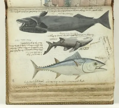 Een tonijn, een haai en een remora