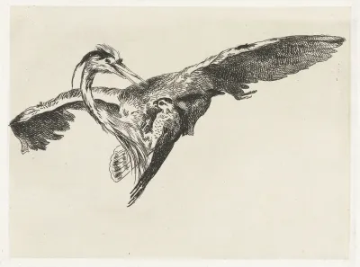 Een valk overvalt een reiger in de vlucht