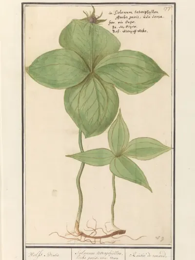 Eenbes (Paris quadrifolia)