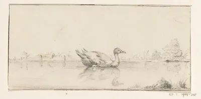 Eend in het water