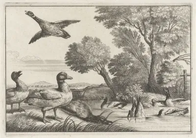 Eenden
