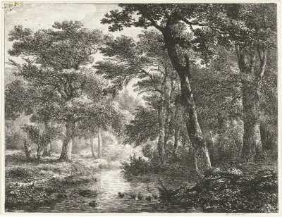 Eenden in bosvijver