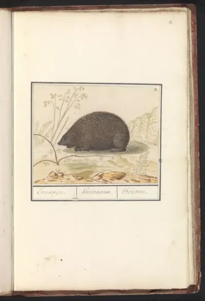 Egel (Erinaceus europaeus)