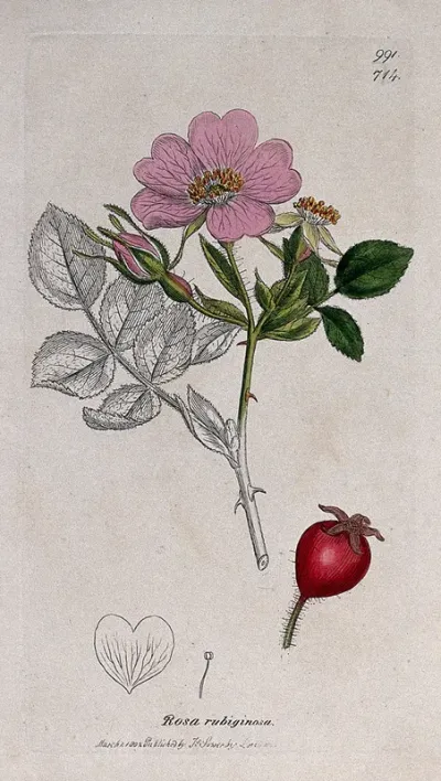 Eglantine rose (Rosa eglanteria): flowering stem, fruit and floral segments