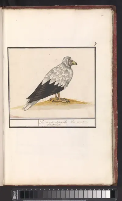 Egyptian vulture