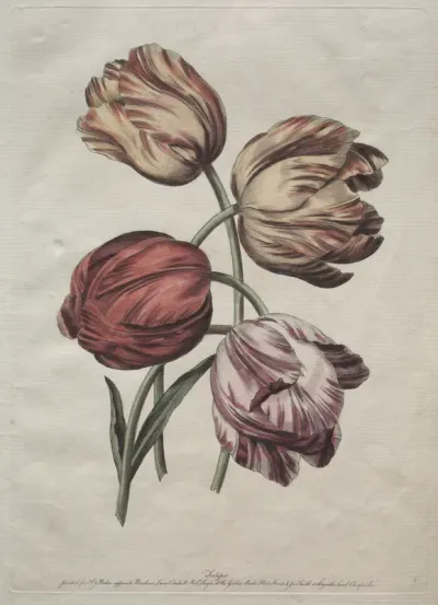 Eight Beautiful Groups of Natural Flowers in Outlines by de la Cour:  Tulips