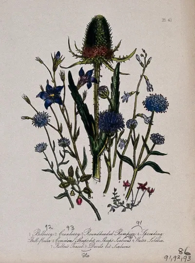 Eight British wild flowers, including teasel (Dipsacus sativa), devil's bit scabious (Succisa pratensis) and sheep's bit scabious (Jasione montana)