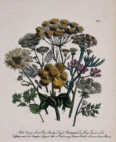 Eight British wild flowers, including wild carrot (Daucus carota), bur parsley (Caucalis) and hog's fennel (Peucedanum officinale)