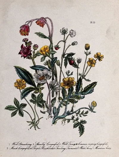 Eight British wild flowers, including wild strawberry (Fragaria vesca), cinquefoils (Potentilla species) and water avens (Geum rivale)