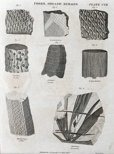 Eight different fossils, including a Flabellaria borassifolia and a Syringodendron
