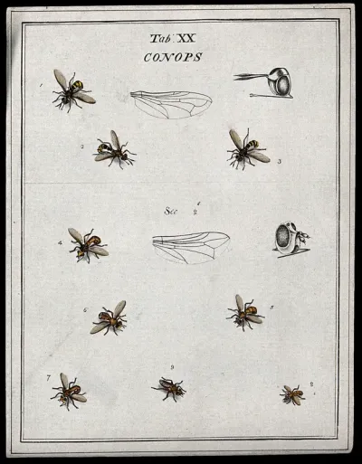 Eight flies (Conopidae species)