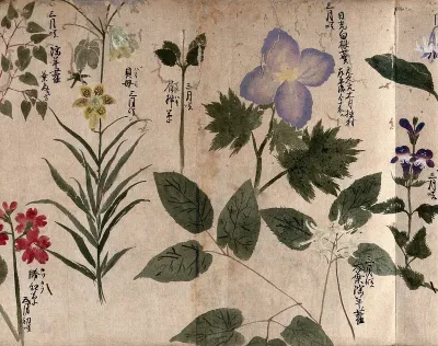Eight flowering plants, including a labiate