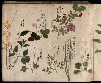 Eight flowering plants, possibly including a species of Allium and an Australian fuchsia (Correa species)