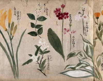 Eight flowering plants, possibly including species of Hosta, Primula, and a daylily