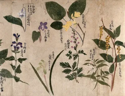 Eight flowering plants, possibly including species of Stachyurus and Pieris