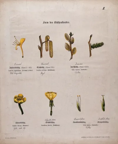 Eight plant flowers, all with a different shape and form