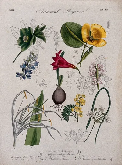 Eight plants, including a hellebore and amaryllis: flowering stems