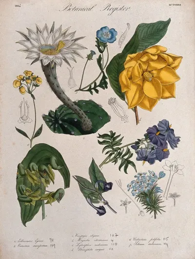 Eight plants, including an orchid, a magnolia and a cactus: flowering stems